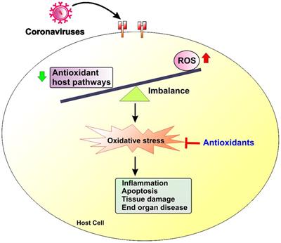 The role of oxidative stress in the pathogenesis of infections with coronaviruses